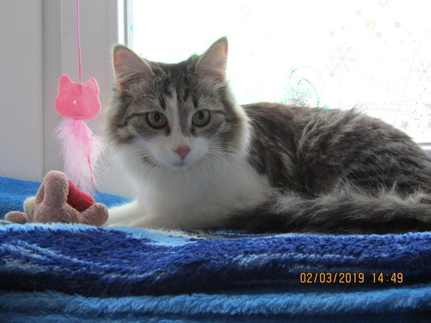 ЛАНА, возраст около 1 года. стерилизована. Кушает сухой корм