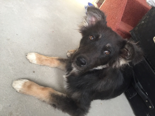 Красивый, здоровый, мелкий, активный мальчик. Ему пол года. 