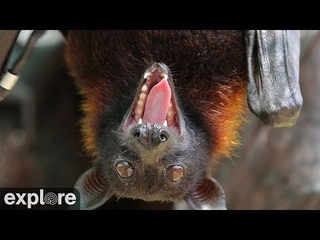 The Giant Flying Fox Cam powered by EXPLORE.org