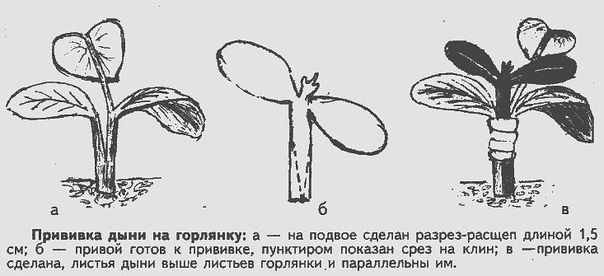 УВЕЛИЧИВАЕМ КОРНЕВУЮ СИСТЕМУ ОГУРЦОВ Сохраните, чтобы не потерять!Существует еще весьма эффективный метод выращивания раннего урожая огурцов - в среднем по 20-25 шт. с каждого куста. Урожай при