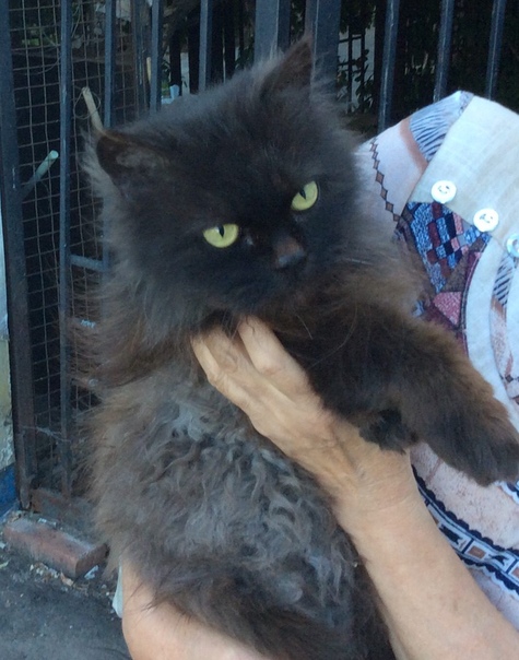 Красивый пушистый кот ищет добрые руки — оказался волею судь