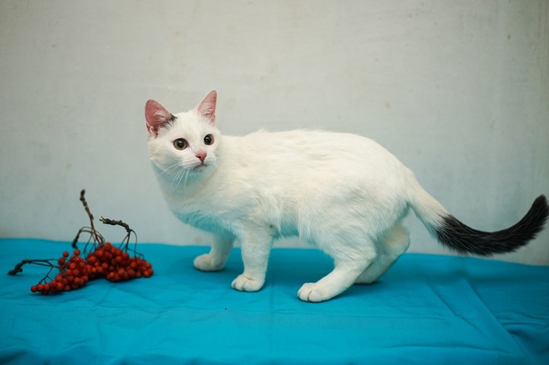 Марк ищет дом!
Марк, 10 мес., от паразитов обработан, кастр