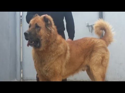 Питомник Гергебиль №2 ПРОДОЛЖЕНИЕ