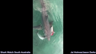Dolphin Gets Mauled by Two Great White’s - Bigger Shark Steals Catch in South Australia 15/8/18