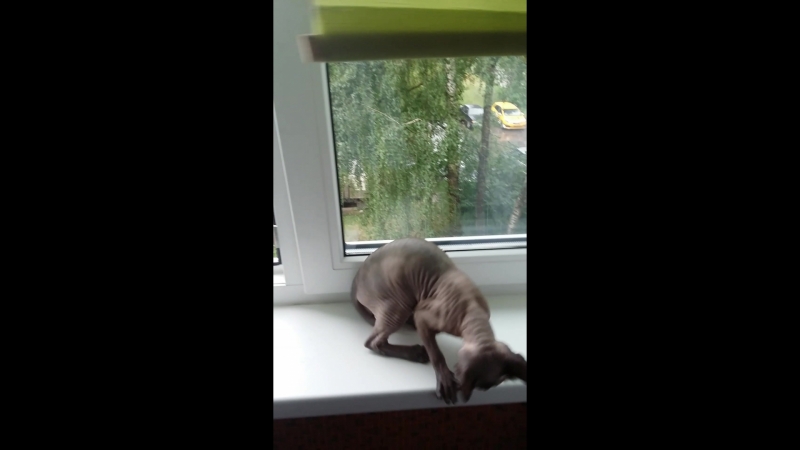 20180711_172411.mp4