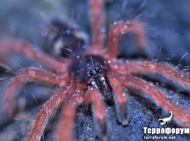 Pseudoclamoris gigas 