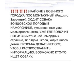 г.Пенза (п.Монтажный) 
СОБАКЕ НЕОБХОДИМА ЭКСТРЕННАЯ ПОМОЩЬ 