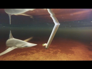Акулы-Молот питаются водорослями l Bonnethead Shark Feeding on Seagrass