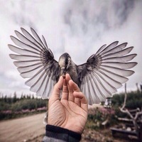 Алан Тибилов | 