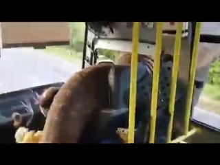Местный рэкетир