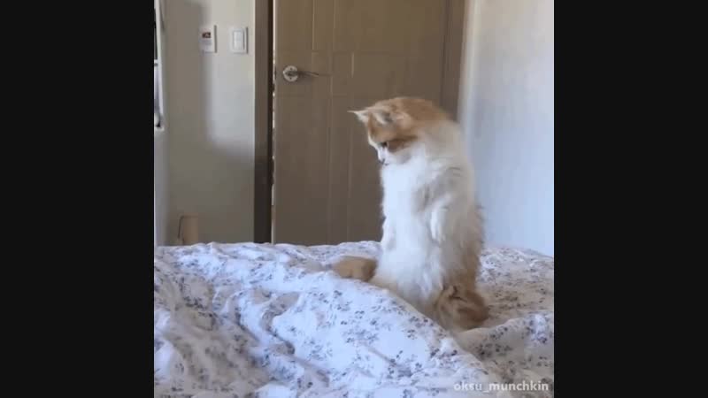 Doc262013970_487194043.mp4