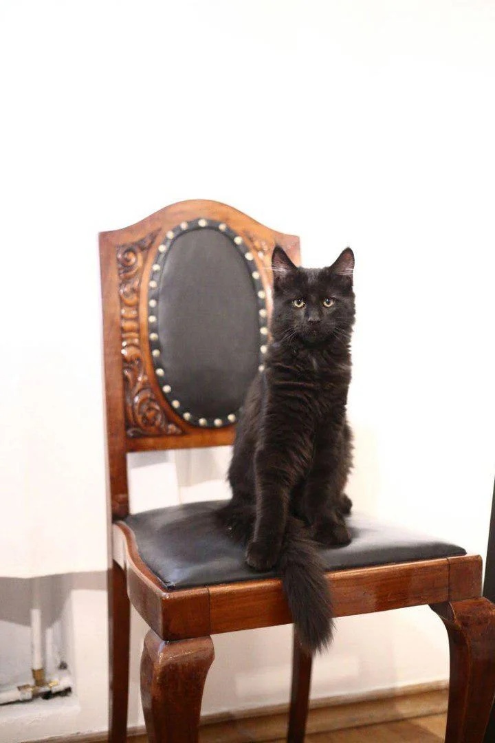 Кот в музее булгакова