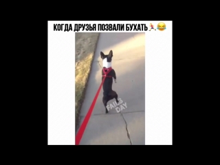 Когда друзья позвали бухать хах Instamusor