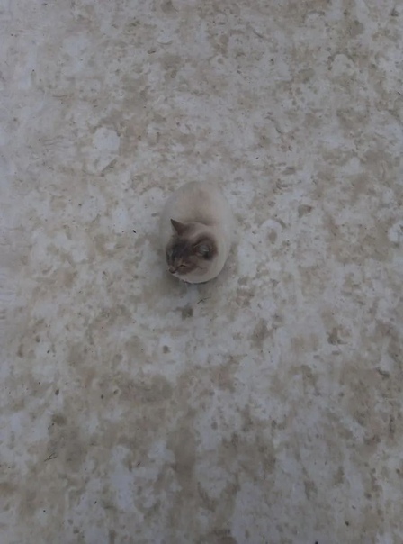 Около Салюта сидит кошка, красивая, чистенькая. Наверное бро