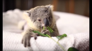 Top 10 Cutest Baby Animals - Cute Animal Babies Videos 2018
