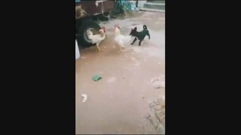 собака разнимает драчунов