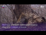 Леопард Памелы Андерсон