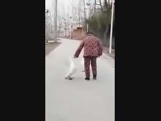 Дед и борзый гусь