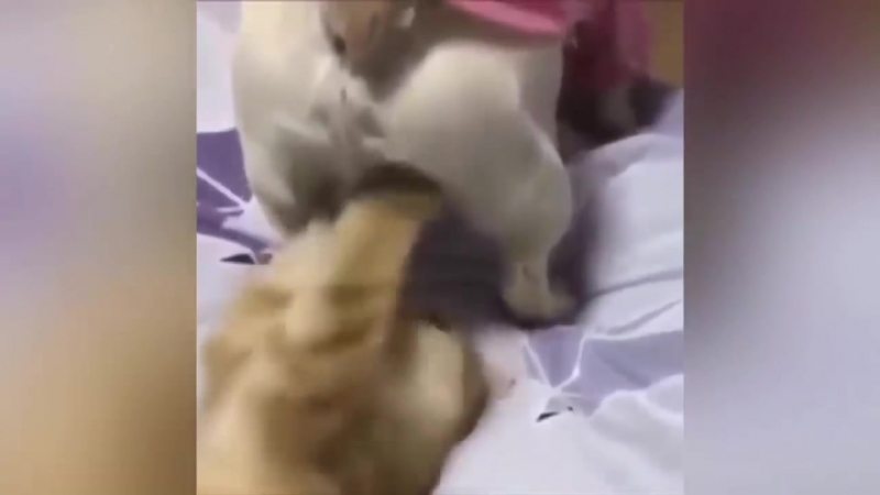довые..вался