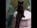 прикол маймул котуну айрып койом прикол маймул котуну айрып койом