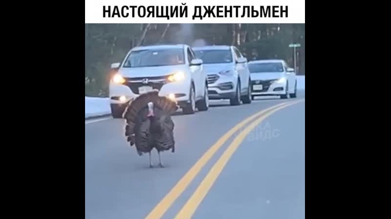 индюк ))