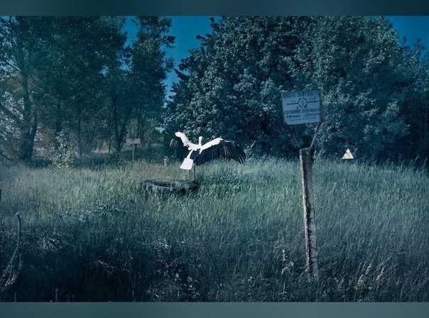 В зоне отчуждения Польский фотограф Адам Ожеховский (Adam Orzechowski) отправился в Чернобыль, чтобы запечатлеть, как на месте ядерной аварии зарождается