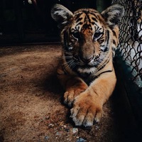 Анна Свирина |