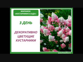 Марафон по кустарникам_день 3