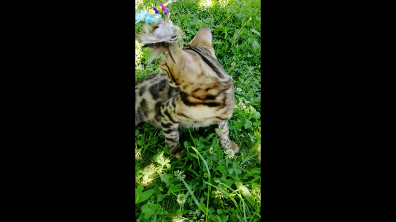 VID_20180616_131918.mp4