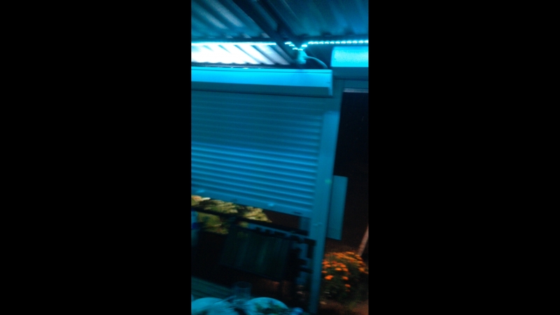 Петю Ангелов — Live