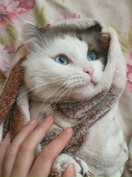 Всем привет! Меня зовут Степа. Я -кот, и я все еще ищу жилье для себя и своих хозяев. <br>Я чистоплотен, люблю свою когтетку, хожу всегда в свой туалет, который наполнен самым дорогим кошачьим наполнителем. Запаха от меня нет от слова совсем, хозяева меня вычесывают почти каждый день. Я кастрирован и не мечу территорию, как и говорил - всегда послушно хожу в свой туалет, кошек не прошу, истериками не страдаю :) <br>Хозяева мои молодые ребята в браке, работают, не имеют плохих привычек, славяне. Неплохие, веселые и дружелюбные, умеют находить контакт с соседями, могут чем-то помочь по дому ( папка у меня рукастый парень), не против пообщаться на какие-то темы по вечерам, но все же хотят домашнего спокойствия. Очень чистоплотные, уборка для них не в напряг, посуду, как я заметил, они не оставляют, не мусорят, в общем, я - как самое чистое животное, одобряю. Они очень тихие и не нарушат ваш покой. <br>Наша небольшая семья ищет себе 1комнатную квартиру, студию , либо комнату в малозаселенной квартире ( последнее приоритетнее) . <br>У нас немного условий, но они есть: <br>1. Никаких детей, мы придерживаемся мнения, что дети-это цветы жизни, но не хотим криков и шума в доме, поэтому этот пункт очень важен. <br>2. В доме должна быть стиральная машина <br>3. И лучше, если в комнате ( квартире) будет меньше своей мебели, или же это не будет совсем древний вариант, а-ка бабушкин. Ковры мы мб и потерпим, но огромные гробы - шкафы- серванты скорее всего нет, но мы рассмотрим все ситуации. <br>4. Хотелось бы чистоплотных соседей, которые ценят свой дом как место, где можно отдохнуть душой и телом. <br>5. Комнату мы рассматриваем в близости от любого метро ( будь то это низ серой ветки или верх зеленой, нам все равно, главное -пешая доступность для моих двуногих) . Квартиру или студию рассмотрим везде, и в Москве и МО. <br>Ну и самое главное, мы готовы платить, за комнату -до 19000, за студию до 25000 руб. <br>Заселение в начале ноября - конец октября<br><br>ЗЫ. Так же рассмотрим предложение от хороших ребят снять двушку, так что пишите, скооперируемся.<br> Пинчук - фото Фото: Всем привет! Меня зовут Степа. Я -кот, и я все еще ищу жилье для себя и своих хозяев. <br>Я чистоплотен, люблю свою когтетку, хожу всегда в свой туалет, который наполнен самым дорогим кошачьим наполнителем. Запаха от меня нет от слова совсем, хозяева меня вычесывают почти каждый день. Я кастрирован и не мечу территорию, как и говорил - всегда послушно хожу в свой туалет, кошек не прошу, истериками не страдаю :) <br>Хозяева мои молодые ребята в браке, работают, не имеют плохих привычек, славяне. Неплохие, веселые и дружелюбные, умеют находить контакт с соседями, могут чем-то помочь по дому ( папка у меня рукастый парень), не против пообщаться на какие-то темы по вечерам, но все же хотят домашнего спокойствия. Очень чистоплотные, уборка для них не в напряг, посуду, как я заметил, они не оставляют, не мусорят, в общем, я - как самое чистое животное, одобряю. Они очень тихие и не нарушат ваш покой. <br>Наша небольшая семья ищет себе 1комнатную квартиру, студию , либо комнату в малозаселенной квартире ( последнее приоритетнее) . <br>У нас немного условий, но они есть: <br>1. Никаких детей, мы придерживаемся мнения, что дети-это цветы жизни, но не хотим криков и шума в доме, поэтому этот пункт очень важен. <br>2. В доме должна быть стиральная машина <br>3. И лучше, если в комнате ( квартире) будет меньше своей мебели, или же это не будет совсем древний вариант, а-ка бабушкин. Ковры мы мб и потерпим, но огромные гробы - шкафы- серванты скорее всего нет, но мы рассмотрим все ситуации. <br>4. Хотелось бы чистоплотных соседей, которые ценят свой дом как место, где можно отдохнуть душой и телом. <br>5. Комнату мы рассматриваем в близости от любого метро ( будь то это низ серой ветки или верх зеленой, нам все равно, главное -пешая доступность для моих двуногих) . Квартиру или студию рассмотрим везде, и в Москве и МО. <br>Ну и самое главное, мы готовы платить, за комнату -до 19000, за студию до 25000 руб. <br>Заселение в начале ноября - конец октября<br><br>ЗЫ. Так же рассмотрим предложение от хороших ребят снять двушку, так что пишите, скооперируемся.<br> Пинчук
