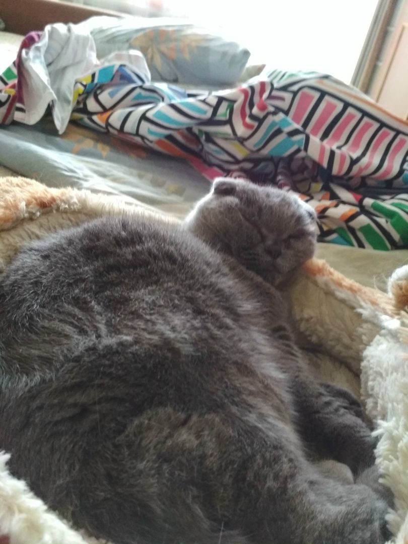 Кошки в нашей жизни. Кошки и все, что с ними связано.