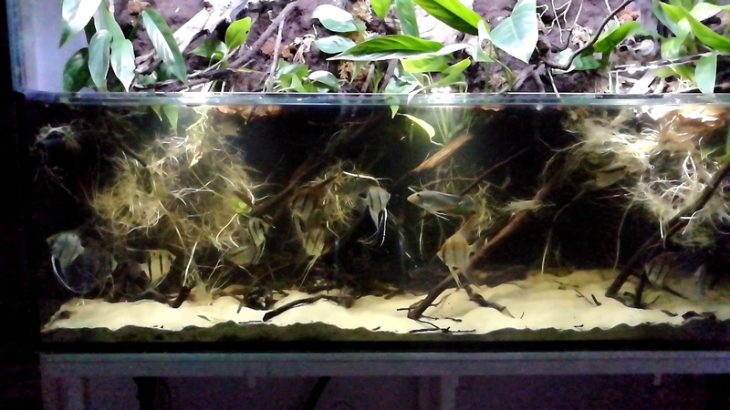 Live in paludarium after one year.