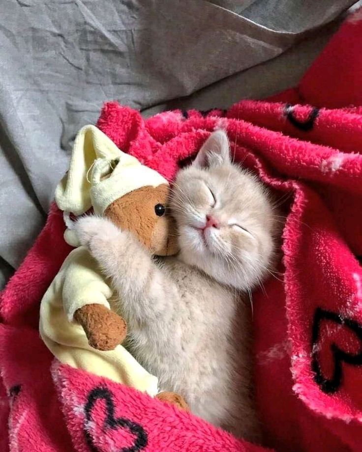 Картинки милые сладких снов