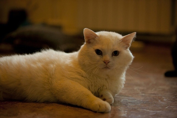 Знакомьтесь-это Снежок. Большой белый кот британской породы,