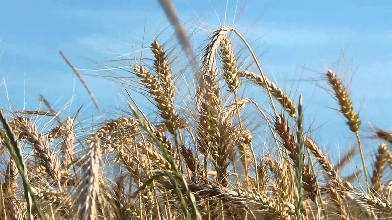 00219-Ear of wheat in swing