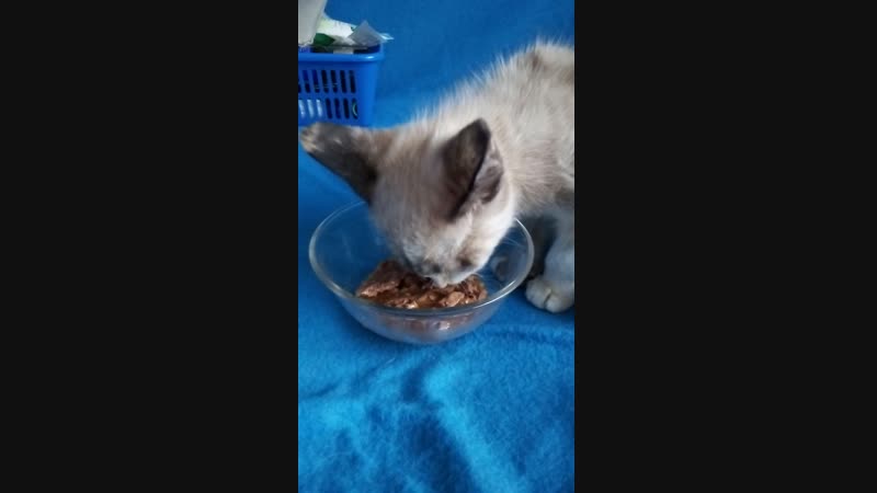 VID_20181212_151219.3gp
