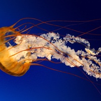 Никита Черезов | Челябинск