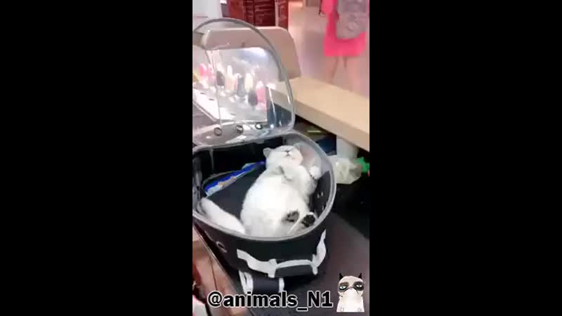 2_5192658006810035147.mp4
