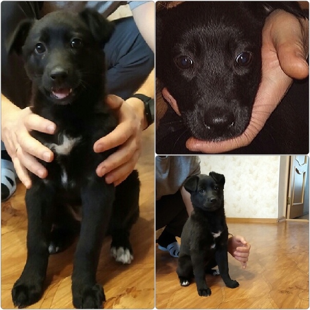 Девчуля ищет дом!