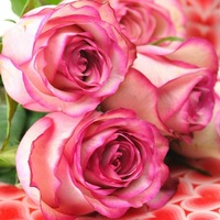 Татьяна Сошникова | Курск