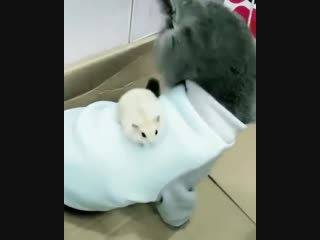 Boss Hamster