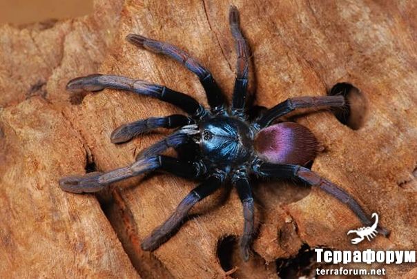 Haploclastus devamatha

