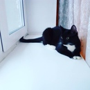 Безкота_добро