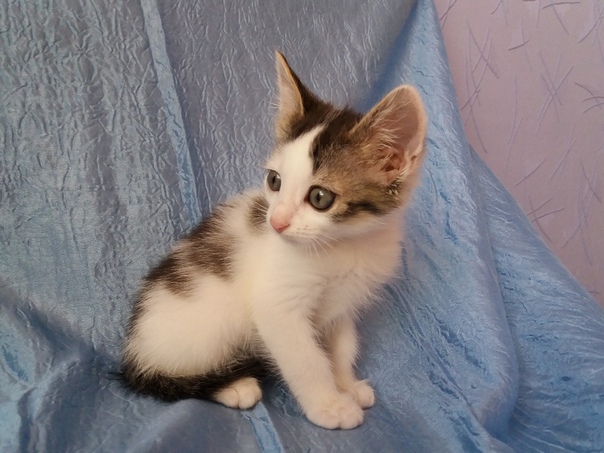 МАЛЫШ: около 2 мес., к лотку приучен, от паразитов обработан