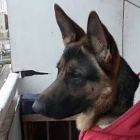 Максим Гурьянов