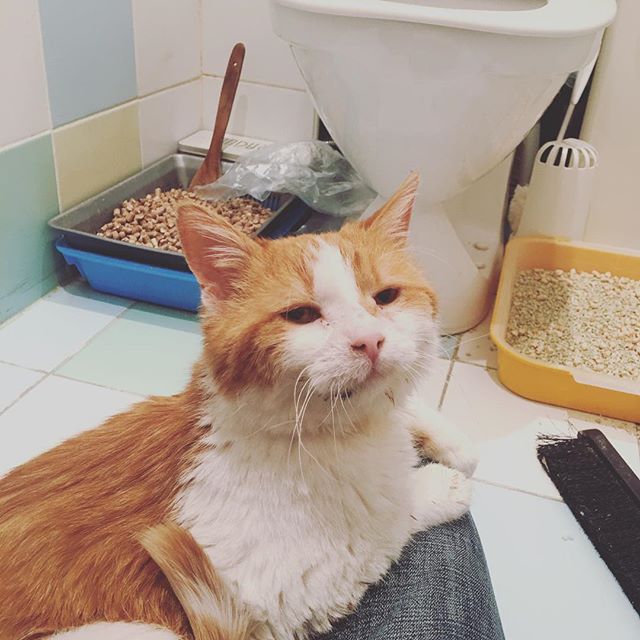 Кошки в нашей жизни. Кошки и все, что с ними связано.