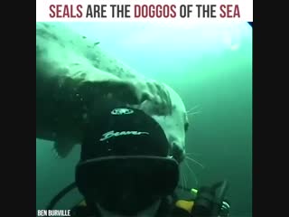 Морские котики любят обнимашки