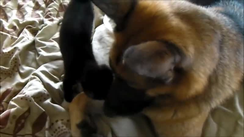 Лучший друг собаке - котёнок.