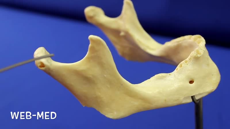 Анатомия. Нижняя челюсть (Mandibula)